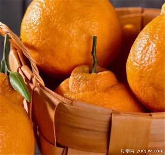 不知火是什么水果 不知火柑和耙耙柑区别(图2) 不知火是什么水果 不知火柑和耙耙柑区别(图2)