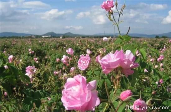 大马士革玫瑰和平阴玫瑰的区别 玫瑰精油能祛斑吗(图3) 大马士革玫瑰和平阴玫瑰的区别 玫瑰精油能祛斑吗(图3)