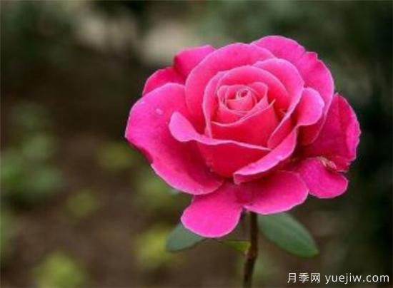 月季花怎么扦插 月季花扦插后如何管理(图1) 月季花怎么扦插 月季花扦插后如何管理(图1)