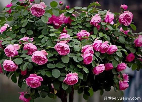 月季花怎么扦插 月季花扦插后如何管理(图2) 月季花怎么扦插 月季花扦插后如何管理(图2)