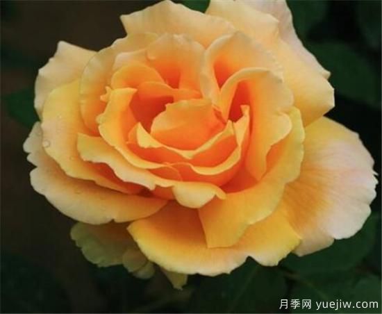 月季花怎么扦插 月季花扦插后如何管理(图3) 月季花怎么扦插 月季花扦插后如何管理(图3)