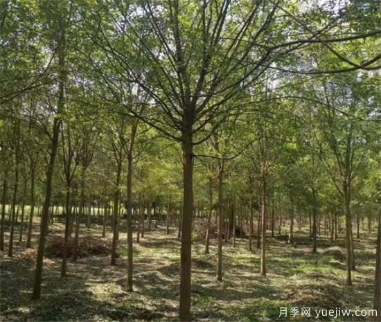 一级质量标准的国槐树是如何培育的(图1) 一级标准的南阳国槐树是如何培育的(图1)