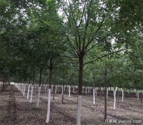 国槐缺铁性黄叶病怎么治理(图1)