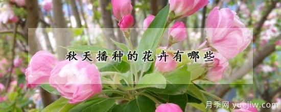 秋天播种的花卉有哪些(图1) 秋天播种的花卉有哪些(图1)