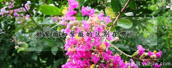 姬紫薇和紫薇的区别在哪儿(图1) 姬紫薇和紫薇的区别在哪儿(图1)
