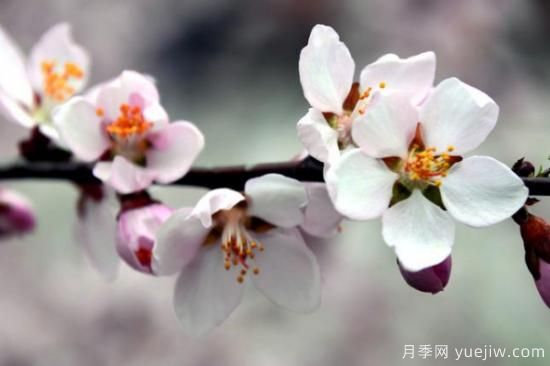 先开花后长叶的树是什么树(图3) 先开花后长叶的树是什么树(图3)