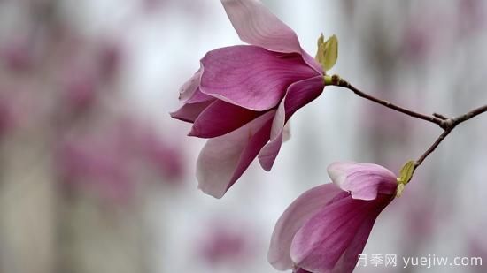 先开花后长叶的树是什么树(图1) 先开花后长叶的树是什么树(图1)