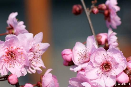 先开花后长叶的树是什么树(图2) 先开花后长叶的树是什么树(图2)