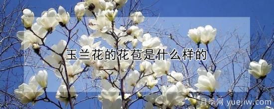 玉兰花的花苞是什么样的(图1) 玉兰花的花苞是什么样的(图1)