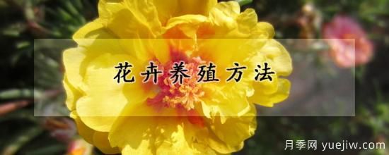 花卉养殖方法(图1) 花卉养殖方法(图1)