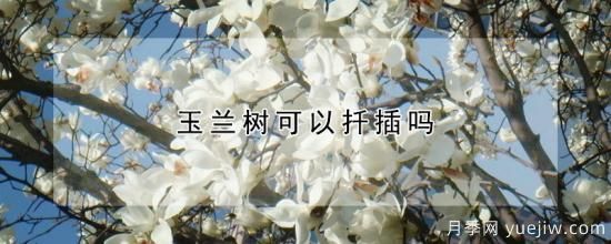 玉兰树可以扦插吗(图1) 玉兰树可以扦插吗(图1)