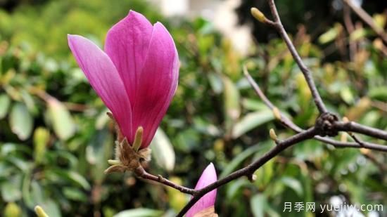 紫玉兰长什么样子(图1) 紫玉兰长什么样子(图1)