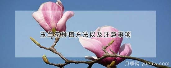 玉兰花种植方法以及注意事项(图1) 玉兰花种植方法以及注意事项(图1)