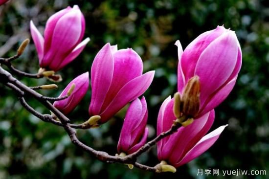 紫玉兰长什么样子(图3) 紫玉兰长什么样子(图3)