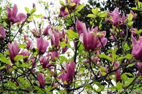 紫玉兰长什么样子(图2) 紫玉兰长什么样子(图2)