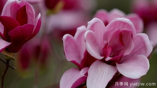 盆栽玉兰花的养殖方法和注意事项(图1) 盆栽玉兰花的养殖方法和注意事项(图1)