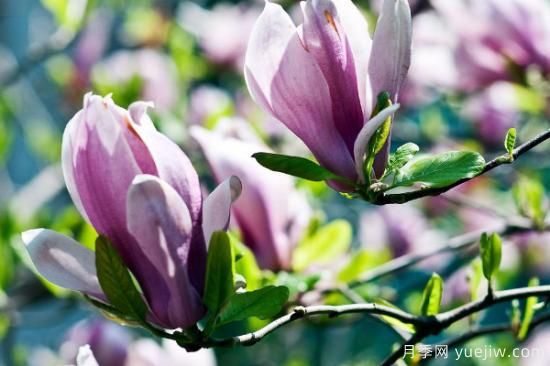 盆栽玉兰花的养殖方法和注意事项(图3) 盆栽玉兰花的养殖方法和注意事项(图3)