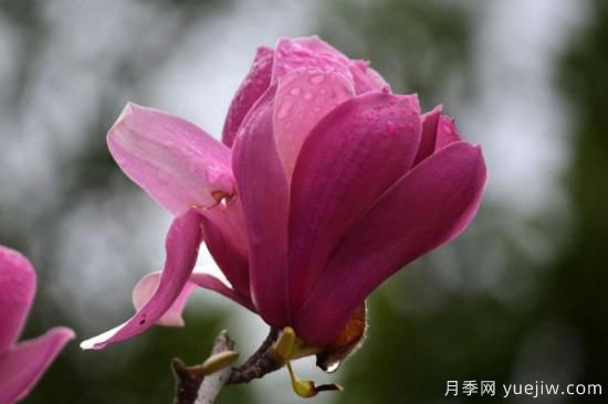 盆栽玉兰花的养殖方法和注意事项(图2) 盆栽玉兰花的养殖方法和注意事项(图2)