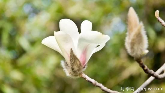 白玉兰花的养殖方法和注意事项 盆栽(图1) 白玉兰花的养殖方法和注意事项 盆栽(图1)