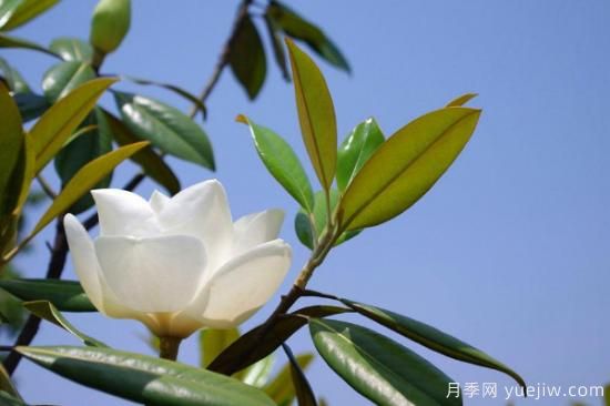 白玉兰花的养殖方法和注意事项 盆栽(图2) 白玉兰花的养殖方法和注意事项 盆栽(图2)