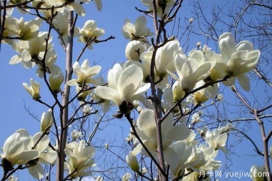 白玉兰花的养殖方法和注意事项 盆栽(图3) 白玉兰花的养殖方法和注意事项 盆栽(图3)