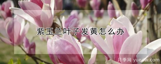 紫玉兰叶子发黄怎么办(图1) 紫玉兰叶子发黄怎么办(图1)