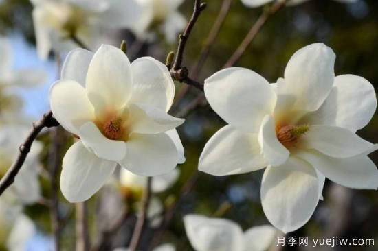 盆栽玉兰花的养殖方法(图3) 盆栽玉兰花的养殖方法(图3)