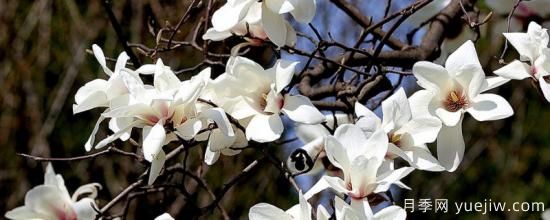 盆栽玉兰花的养殖方法(图1) 盆栽玉兰花的养殖方法(图1)