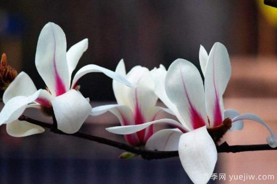 盆栽玉兰花的养殖方法(图2) 盆栽玉兰花的养殖方法(图2)