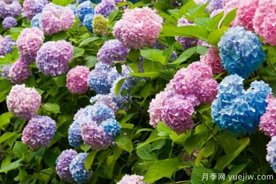 绣球品种大全 绣球花有哪些品种(图2) 绣球品种大全 绣球花有哪些品种(图2)