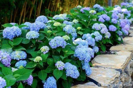 绣球品种大全 绣球花有哪些品种(图1) 绣球品种大全 绣球花有哪些品种(图1)