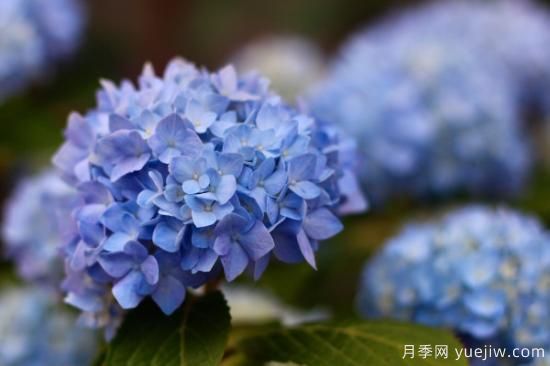 绣球品种大全 绣球花有哪些品种(图3) 绣球品种大全 绣球花有哪些品种(图3)