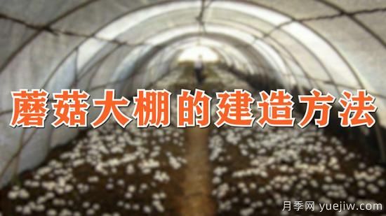 蘑菇大棚的建造方法(图1) 蘑菇大棚的建造方法(图1)