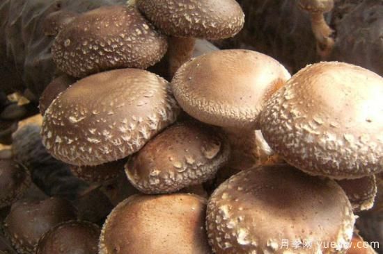 蘑菇大棚的建造方法(图2) 蘑菇大棚的建造方法(图2)