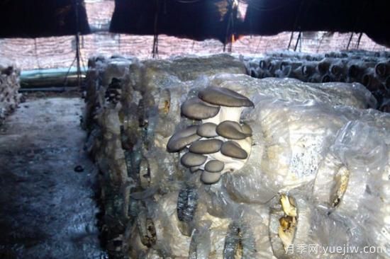 蘑菇大棚的建造方法(图3) 蘑菇大棚的建造方法(图3)