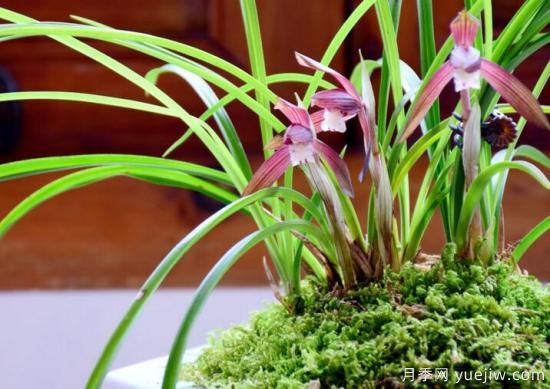 兰花怎么养发芽快,要严格把控4个方面(图2) 兰花发芽的生长因素,要严格把控4个方面(图1)