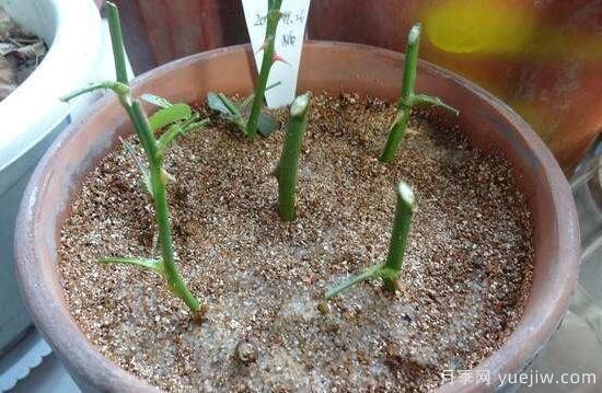 月季什么时候扦插蕞好,月季花的扦插方法(图7) 月季扦插时间和扦插方法与养护过程(图3)