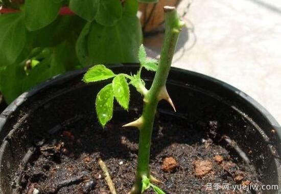 月季什么时候扦插蕞好,月季花的扦插方法(图1) 月季扦插时间和扦插方法与养护过程(图1)