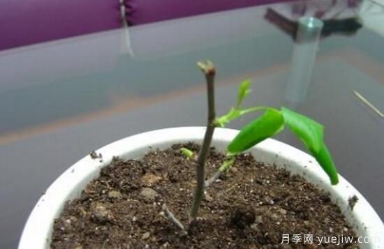 月季什么时候扦插蕞好,月季花的扦插方法(图5) 月季扦插时间和扦插方法与养护过程(图2)