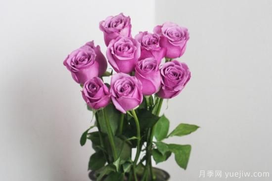 简单的玫瑰家庭养法(图1)