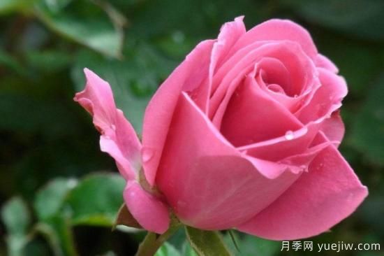 玫瑰花的品种有哪些(图2) 玫瑰花的品种有哪些(图1)