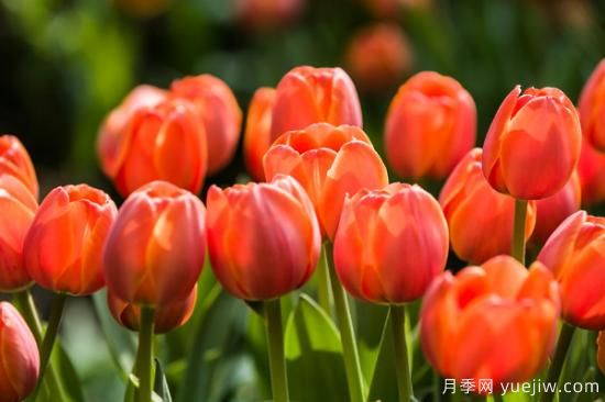 各种花语大全 各种花代表的寓意及花语(图2) 5种花卉代表的寓意及花语(图2)