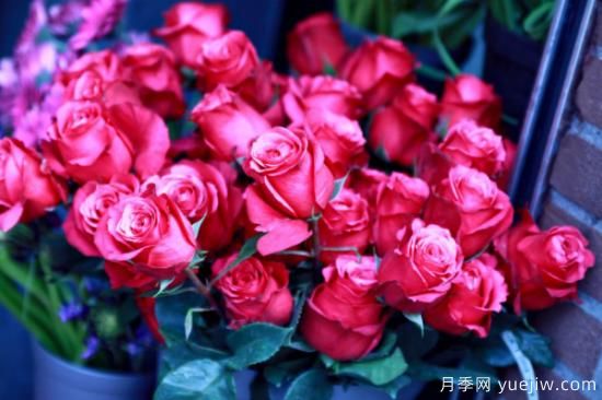 各种花语大全 各种花代表的寓意及花语(图1) 5种花卉代表的寓意及花语(图1)