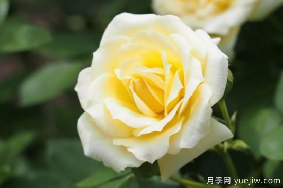 不同颜色玫瑰花的含义(图1)