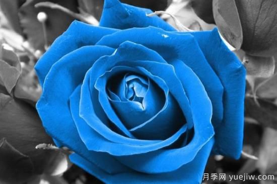 蓝玫瑰有哪些含义(图1)