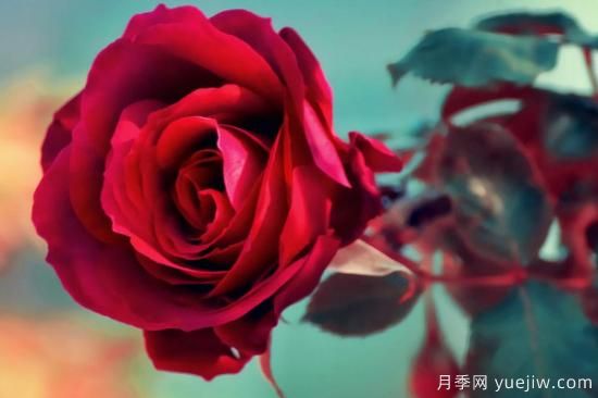 一朵玫瑰花有哪些含义(图1)