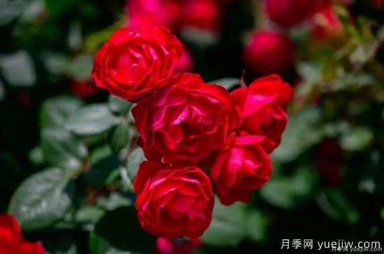 什么样的月季比较耐阴？教你***基本的选择技巧(图7)