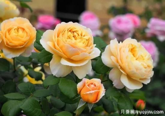 什么样的月季比较耐阴？教你***基本的选择技巧(图8)
