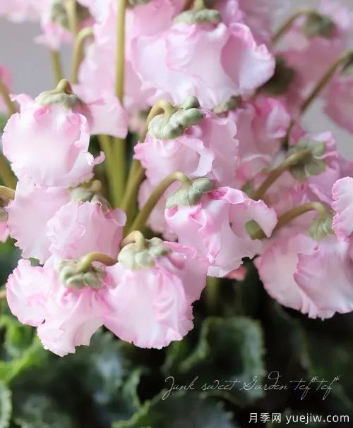 秋季适合种什么花?推荐这几种,清新脱俗,花量巨大,适合现在入手(图3) 适合秋季种的什么花卉有这些,清新脱俗花量巨大(图1)