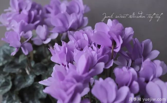 秋季适合种什么花?推荐这几种,清新脱俗,花量巨大,适合现在入手(图5) 适合秋季种的什么花卉有这些,清新脱俗花量巨大(图2)